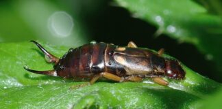 Czy szumy uszne mogą ustąpić?