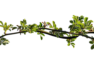 Co zrobić gdy się ma zatkane ucho? Co zrobić gdy się ma zatkane ucho?