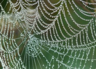 Jaka sieć wybrać 2023?