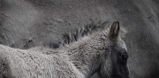 Czy wolne ładowanie niszczy baterię?