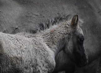 Czy wolne ładowanie niszczy baterię?