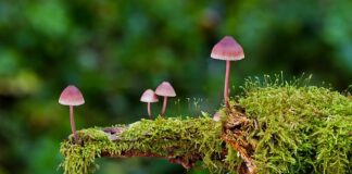 Jakie są rodzaje kart graficznych?