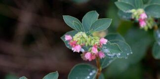 Co rozpuszcza woskowinę w uchu?