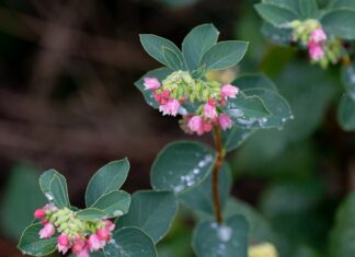 Co rozpuszcza woskowinę w uchu?