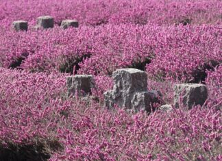 Ile pamięci RAM do Windows 10?