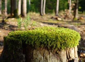 Jak zregenerować słuch?