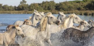 Czy jest gra mario na Xbox?