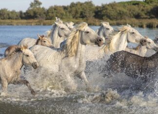 Czy jest gra mario na Xbox? Czy jest gra mario na Xbox?