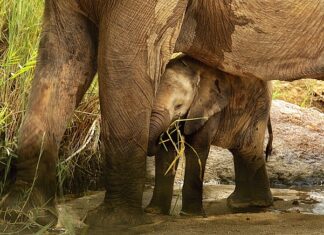 Czy dodanie karty do telefonu jest bezpieczne?